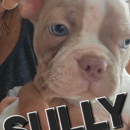 Sully - Boy 3  (6th born) - Lilac male Boston Terrier puppy in Versailles, Indiana from Benhams Bostons