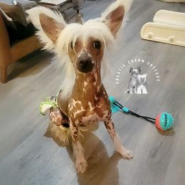 Dolly - Chinese Crested
