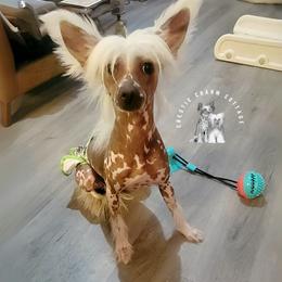 Dolly - Chinese Crested