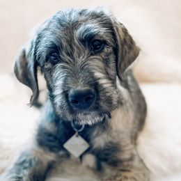 Irish Wolfhounds from Hidden Hollow Wolfhounds