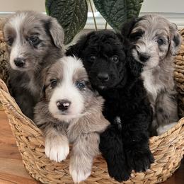 Aussiedoodles from Socal Aussiedoodles