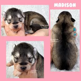 Madison - Silver and white female Pomsky puppy in Sheffield, Iowa from Clover Ridge Pomskies
