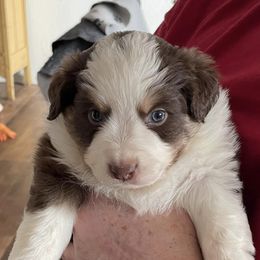Miniature Australian Shepherds from Pittenweem Farm