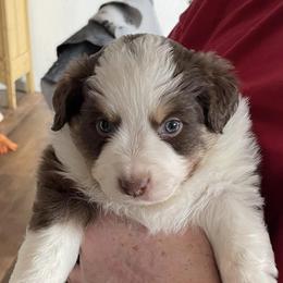 Miniature Australian Shepherds from Pittenweem Farm