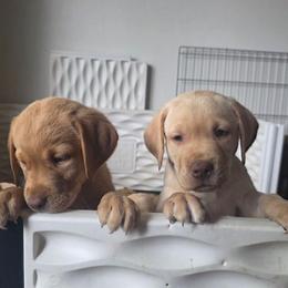 Boy 5 - Yellow male Labrador Retriever puppy in Osburn, Idaho from Faithful Mountain Labradors