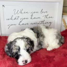 McKenzie - Merle female Sheepadoodle puppy in Roseburg, Oregon from Sharon’s Sheepadoodle’s