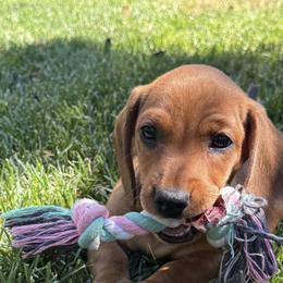 Dachshund Puppies from Pine & Pasture Dachshunds