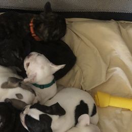 French Bulldog Puppies from ETL FUNTASTIC FRENCHIES
