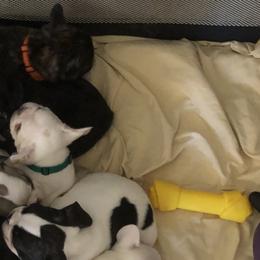 French Bulldog Puppies from ETL FUNTASTIC FRENCHIES