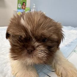 Tiger - Gold and white male Shih Tzu puppy in Azusa, California from RJ Shih Tzu lover