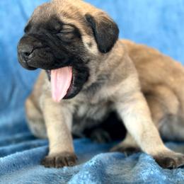 Mario - Fawn male Mastiff puppy in Wewoka, Oklahoma from P Diamond Mastiffs