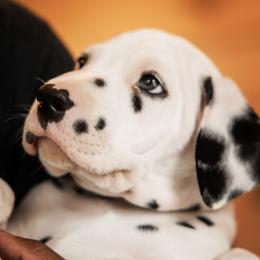 Dalmatian Puppies from Spotted Way Dalmatians