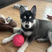 Maserati - Black and white male Alaskan Klee Kai puppy in Palm Harbor, Florida from Klee Kai Breeders with Love
