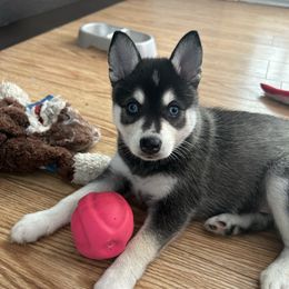 Maserati - Black and white male Alaskan Klee Kai puppy in Palm Harbor, Florida from Klee Kai Breeders with Love