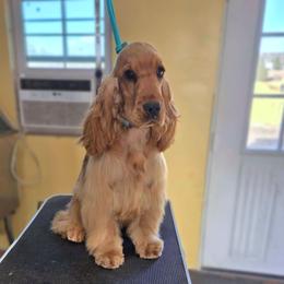 Anastasia - Golden female English Cocker Spaniel puppy in Buffalo, Texas from The Elite ECS