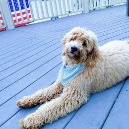 Goldendoodle Puppies from Hobble Creek Farms