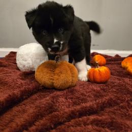 Boy 5 - Black male Siberian Husky puppy in Richlands, North Carolina from Velaris Huskies