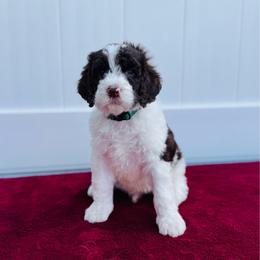 Boomerang - Chocolate male Labradoodle puppy in Elizabeth City, North Carolina from Howdy Doodles