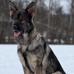 Nero - German Shepherd