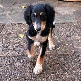 Nalini - Grey Collar - Black female Saluki puppy in Los Angeles, California from Srinagar Salukis