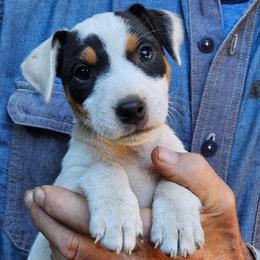 Diego - Tri-color male Jack Russell Terrier puppy in California from Kimberlite