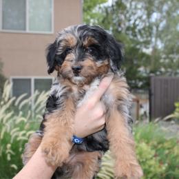 Rio - Merle female Bernedoodle puppy in Eagle Mountain, Utah from Fur Real Puppies.