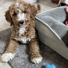 Holly - Red  female Goldendoodle puppy in Sugarcreek, Ohio from True Hearted Doodles