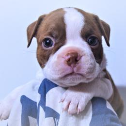 Baby Rivean - Red female Boston Terrier puppy in Kingsport, Tennessee from Sleepwalker Bostons