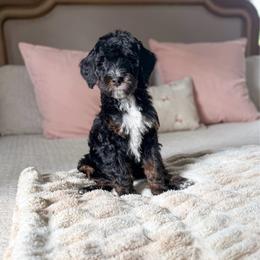 Clover - Tri-color male Bernedoodle puppy in Marietta, Georgia from Reece + Co Doodles & Poodles