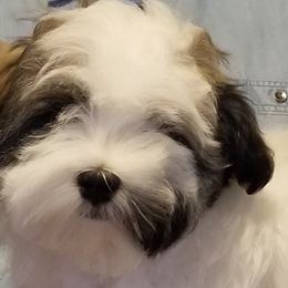 Havanese puppies from Shadybrook Havanese