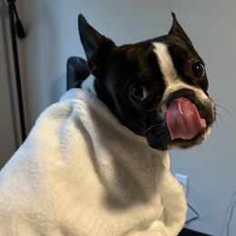 Bosco - Boston Terrier
