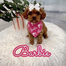 Barbie - Red female Cavapoo puppy in Buford, Georgia from Petite Posh Puppies