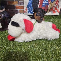 River - Black and rust male Miniature Pinscher puppy in Baton Rouge, Louisiana from Pike's Pups