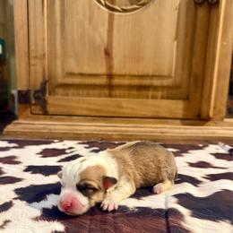 Boy 2 - Red male Pembroke Welsh Corgi puppy in Johnson City, Texas from McCall Creek Corgis