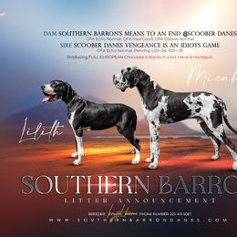 Lilith - Great Dane