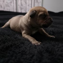 Blue Collar - Brown male Boerboel puppy in Laramie, Wyoming from Standing Stone Boerboels