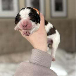 Jessie James - Black white and tan male English Springer Spaniel puppy in Greenfield Center, New York from Ridgeview Springers & Dachshunds