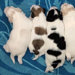 Coton de Tulear Puppies from Buttercup Cotons of Texas