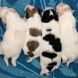 Coton de Tulear Puppies from Buttercup Cotons of Texas