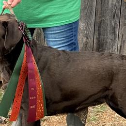 Labrador Retrievers from Loyalsock Farm