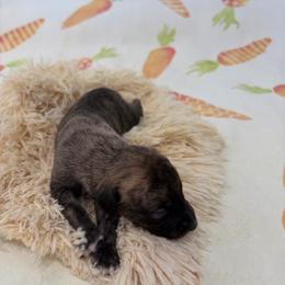 Tiger - Blue brindle male Whippet puppy in Fort Myers, Florida from Rainbow Whippets