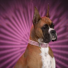 Leia - Boxer