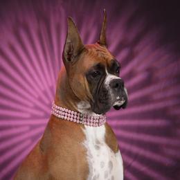 Leia - Boxer