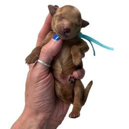 Loretta Lynn - Red  female Goldendoodle puppy in Hot Springs, Arkansas from Hot Springs Kennels