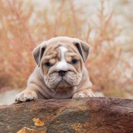 Bulldog Puppies from Badger Canyon bulldogs