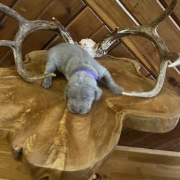 Ms.Purple - Silver gray female Weimaraner puppy in Appling, Georgia from Georgia Line Weimaraners