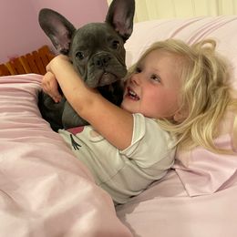 French Bulldog Puppies from Perfect Fit Frenchies