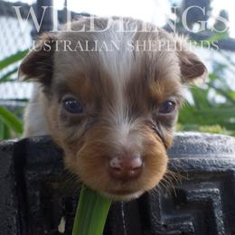 Bunny- Light Pink Collar - Red merle female Australian Shepherd puppy in Newport, Rhode Island from Wildlings Australian Shepherds