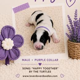 Happy - Parti male Goldendoodle puppy in Frostproof, Florida from Lover Dover Doodles