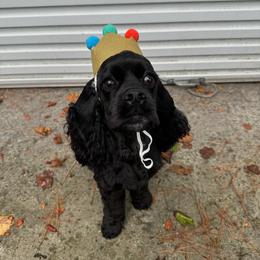 Cocker Spaniel All Grown Up from Laureen's Cocker Spaniels